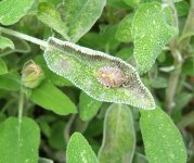 shieldbug 16Apr 005.jpg