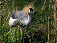 a East African Crowned Crane Martin Mere 250307.jpg