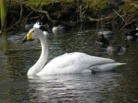a Swan Whooper Martin Mere 250307.jpg