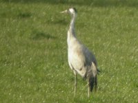 Cropready Common Crane 1.jpg