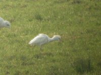 Otter Estuary Cattle Egret 1.jpg