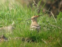 Knighton Farm Hoopoe 1.jpg