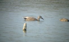 gadwall 140407.JPG