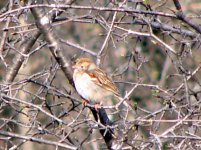 Field Sparrow.jpg