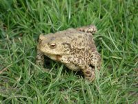 COMMON TOAD (Small) 140407.JPG