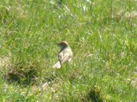 WILLOW WARBLER (Small) 140407.JPG