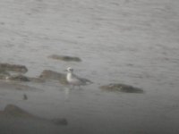 CN LNR Grey Phalarope 1.JPG