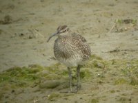 BF Whimbrel 2.JPG