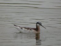 GW Wilsons Phalarope 1.JPG