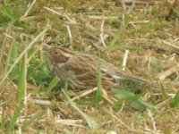 Amwell Quarry Little Bunting 3.jpg