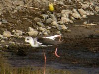 BLACK WINGED STILT SIGRI 060507 (Small).jpg