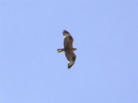 LONG LEGGED BUZZARD SIGRI 060507 (Small).jpg