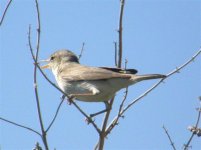 OLIVACEOUS WARBLER EAST RIVER 120507 (Small).jpg