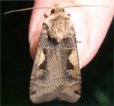 setaceous_hebrew_character.jpg