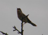 SUB ALPINE WARBLER SKALOCHORI 070507 (Small) (Small).jpg