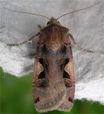 setaceous_hebrew_character_1.jpg