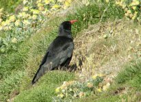 Chough.JPG