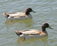 ducks-2.jpg