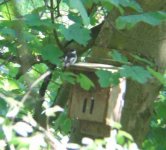 Pied Fly 3 sm.jpg