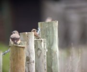 Whinchat-out-of-focus.jpg