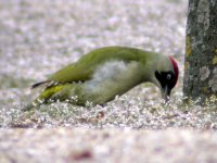 green woodpecker schunbrun mar 07.jpg