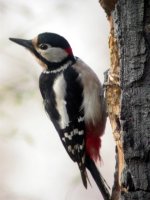 great spotted woodpecker schunbrun mar 07.jpg