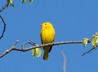 Yellow Warbler.jpg