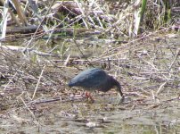 Green Heron.jpg