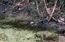 pied fly bathing 2.jpg