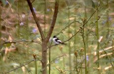 pied fly in wood 2.jpg