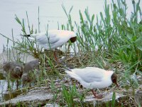 B-H Gull chicks.jpg