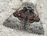 nut-tree tussock.jpg