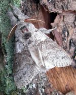 pale tussock.jpg