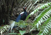 Swinhoe's Pheasant HB-SL.jpg