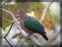 01810 - chalcophaps indica - emerald dove.jpg
