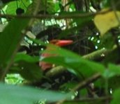 Ruddy Kingfisher HB-SL.jpg