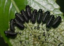 15larva.jpg