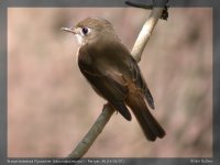 06451 - muscicapa muttui - brown-breasted flycatcher.jpg
