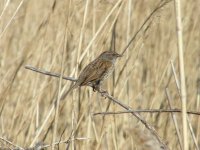 Dunnock.jpg