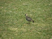 Lapwing.jpg