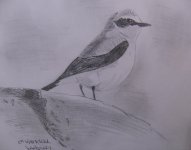 aamswheatearbw2.jpg