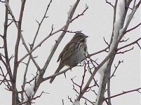 Song sparrow.jpg