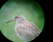 Redshank 1 Cley.jpg