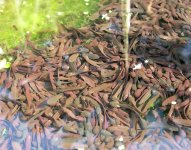 Tadpoles1.jpg