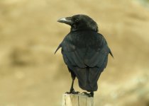 carrion-crow-0293crop.jpg