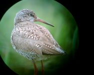 Redshank pose cley.jpg