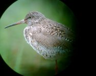 Redshank worst cley.jpg