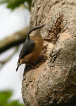 nuthatch-0248.jpg