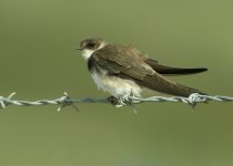 sand-martin-0373.jpg