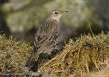 Rock Pipit.jpg